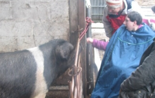 Photo of woman in wheelchair visiting a pig in its pen