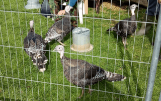 photo of 4 turkeys in pen