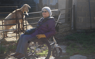 lady using wheelchair by goat