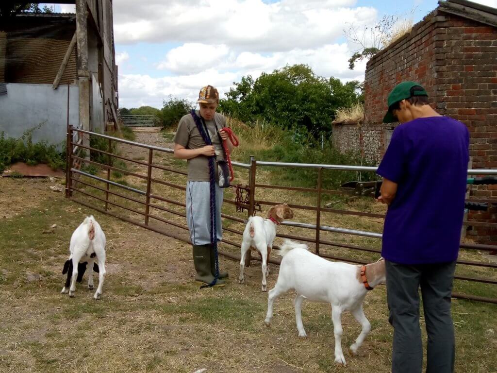 The Three Berry Goats Gruff / Gorgeous - Countryways at Road Farm